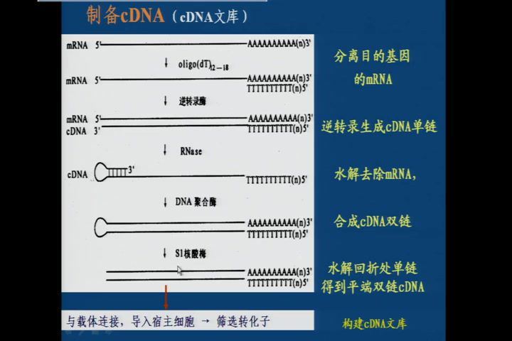 生物技术制药，沈阳药科大学，主讲：夏焕章 44讲，网盘下载(1.94G)