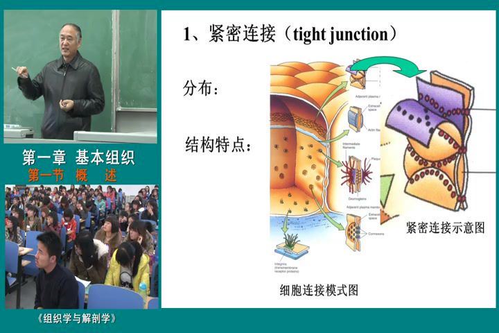 组织学与解剖学，河北师范大学，主讲：段相林 52讲，网盘下载(5.03G)