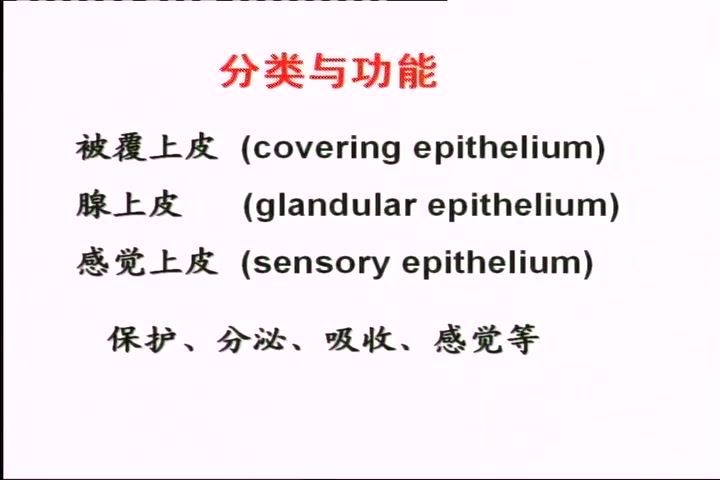 组织学与胚胎学，哈尔滨医科大学，主讲：金连弘 46讲，网盘下载(6.52G)